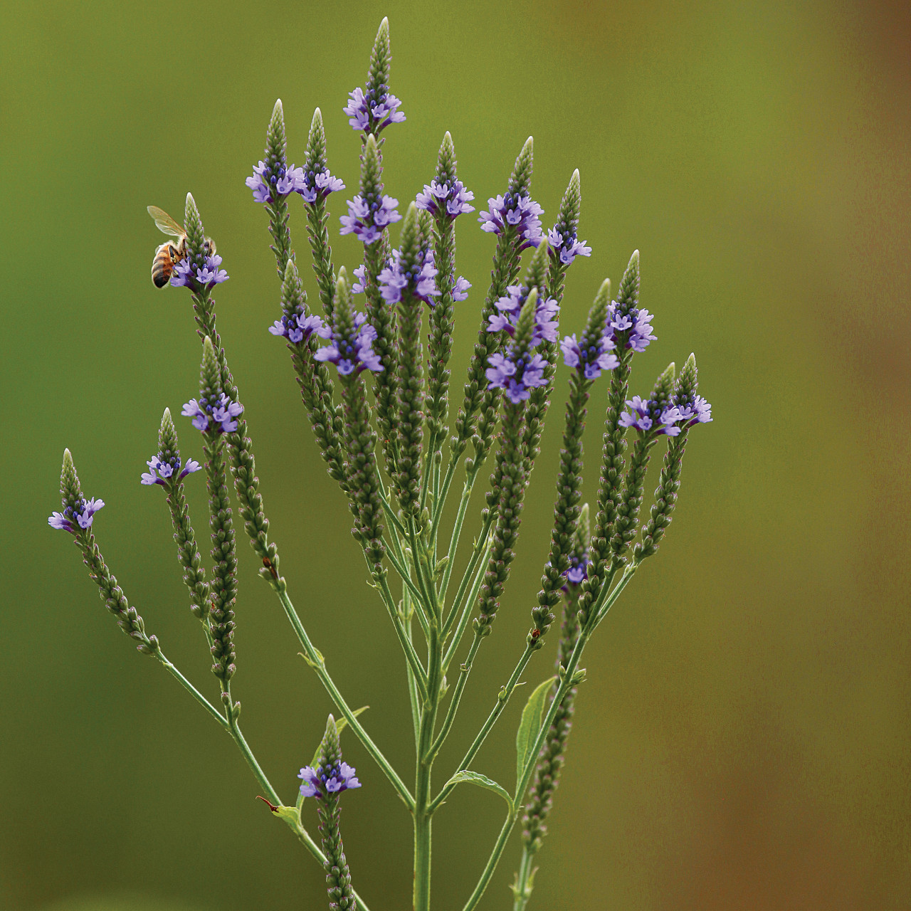 Verbena hastata (Blue Vervain)